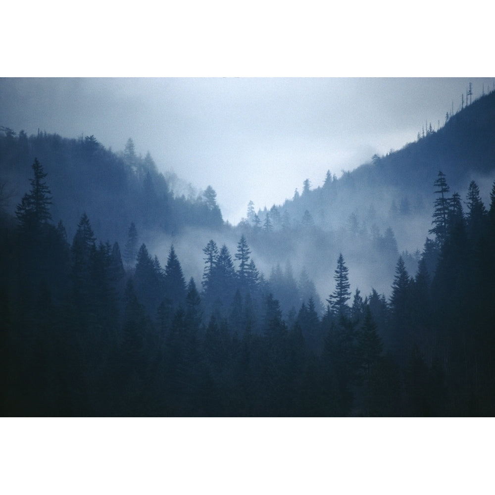 Fv4277 Bert Klassen; Foggy Mountain With Trees Poster Print Image 1