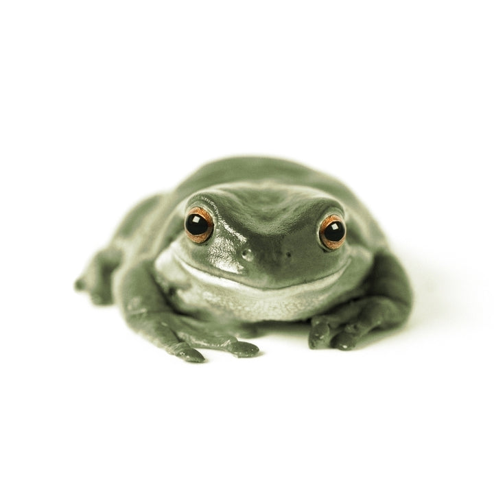 Fv3520 Natural Moments Photography; Green Frog White Background Poster Print Image 1