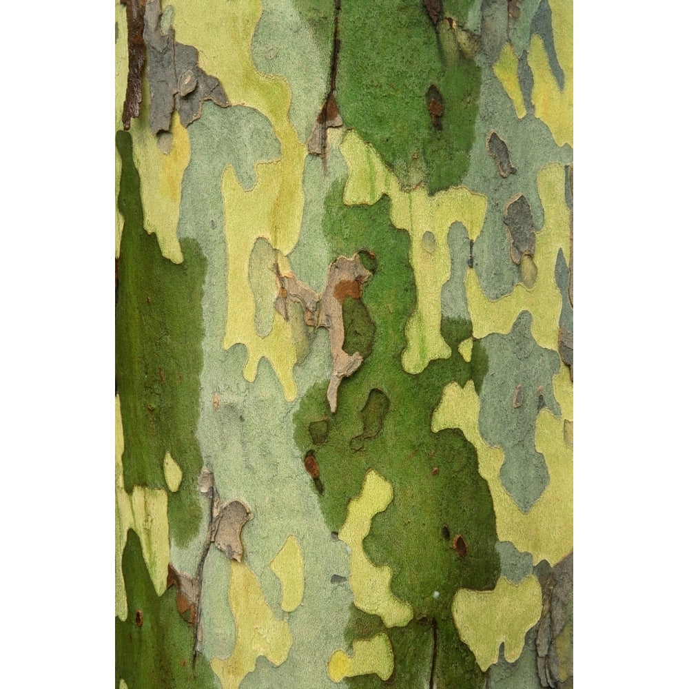 Bark Of A Sycamore Tree Poster Print Image 2