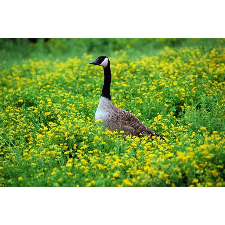 Canada Goose Winnipeg Manitoba Poster Print Image 1