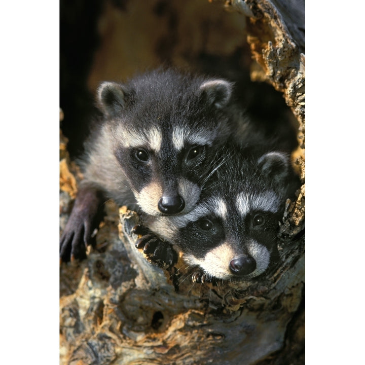 Raccoon Young In Tree Hollow. Spring. Rocky Mountains. Poster Print Image 1