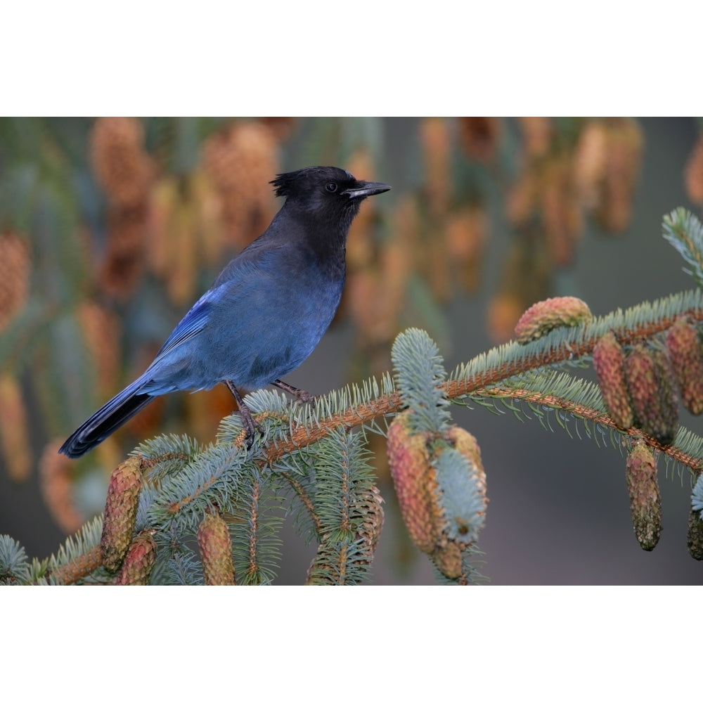 Stellar Jay Haines Alaska Poster Print Image 2