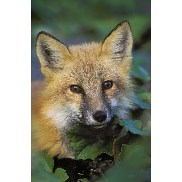 Red Fox Gros Morne National Park Newfoundland Poster Print Image 1