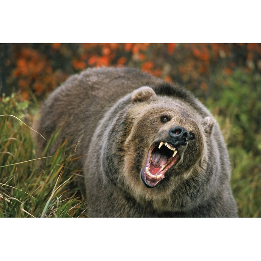 Grizzly Bear In Threat Posture Rocky Mountains Poster Print Image 1