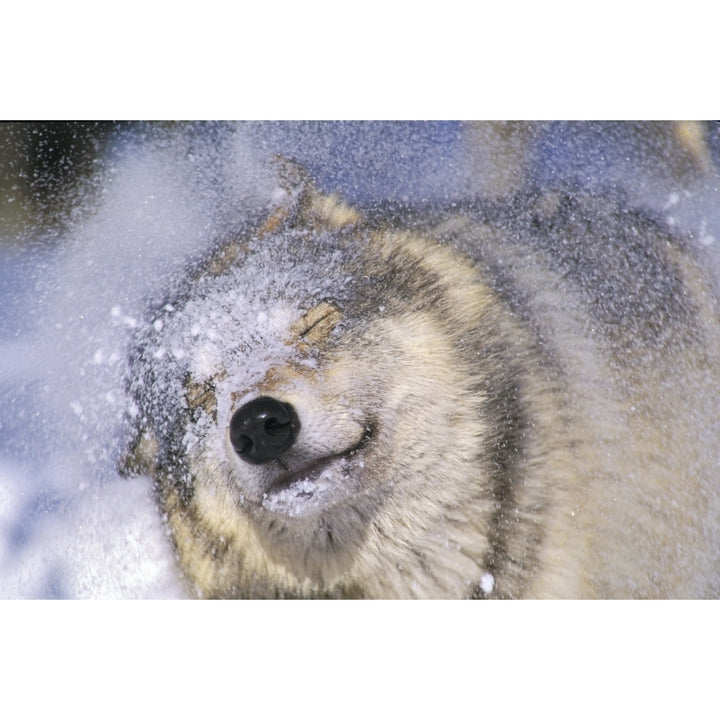 Gray Wolf Shaking Snow Off Face Rocky Mountains Poster Print Image 1