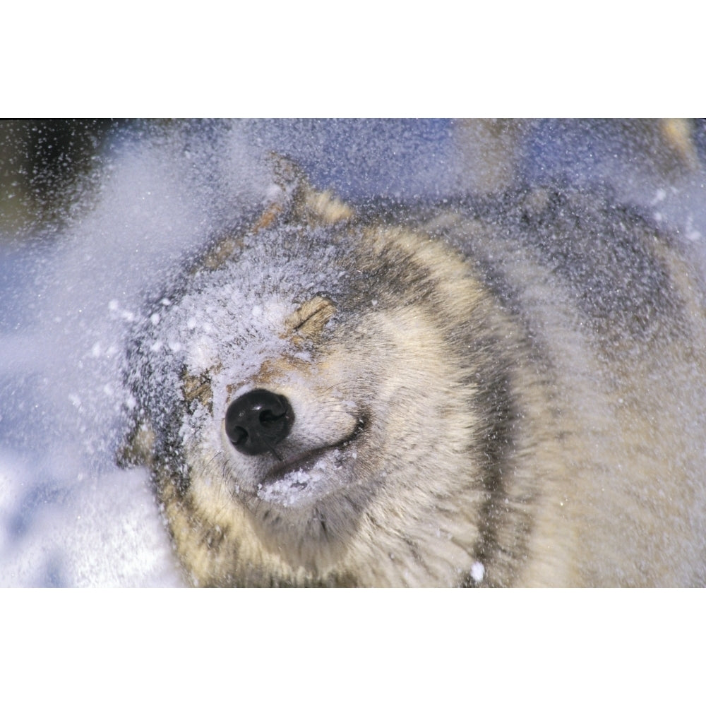 Gray Wolf Shaking Snow Off Face Rocky Mountains Poster Print Image 2