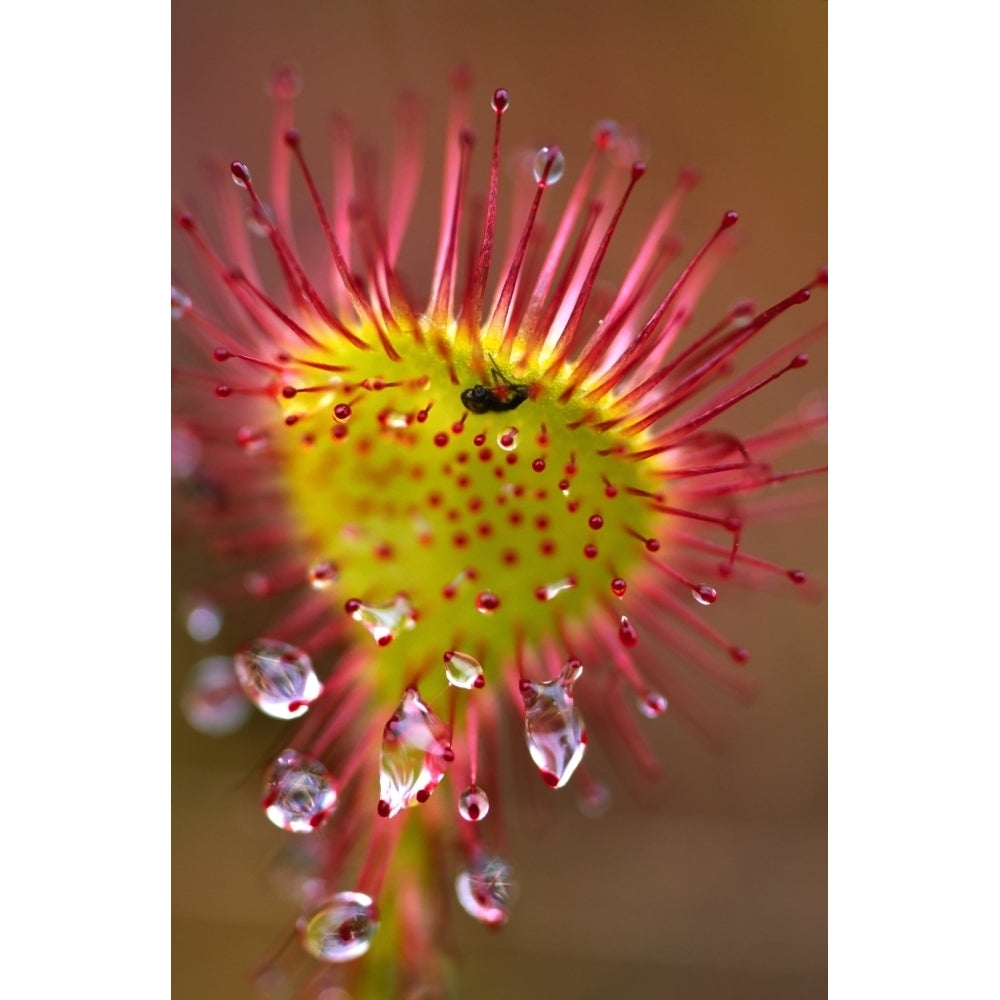 Sundew With Digested Food British Columbia Poster Print Image 2