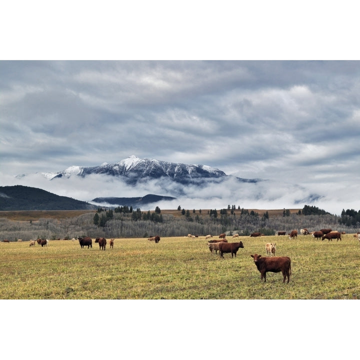 Livingstone Range And Pastureland Along The Oldman River Near Maycroft Alberta. Poster Print Image 1