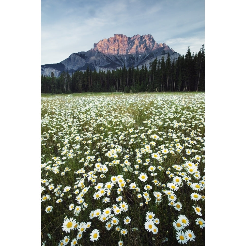 Ox-Eyed Daisies Cascade Mountain Banff National Park Alberta. Poster Print Image 1