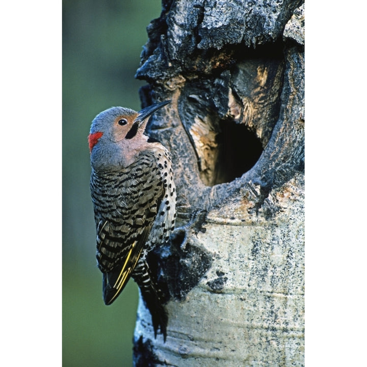 Northern Flicker. Poster Print Image 2