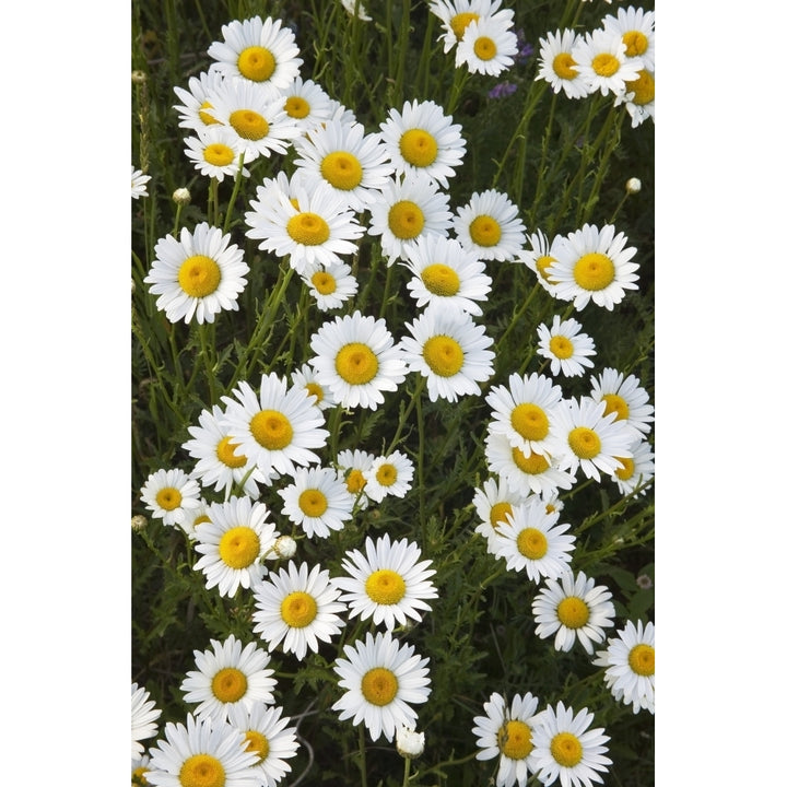 Ox-Eyed Daisies Banff National Park Alberta. Poster Print Image 1