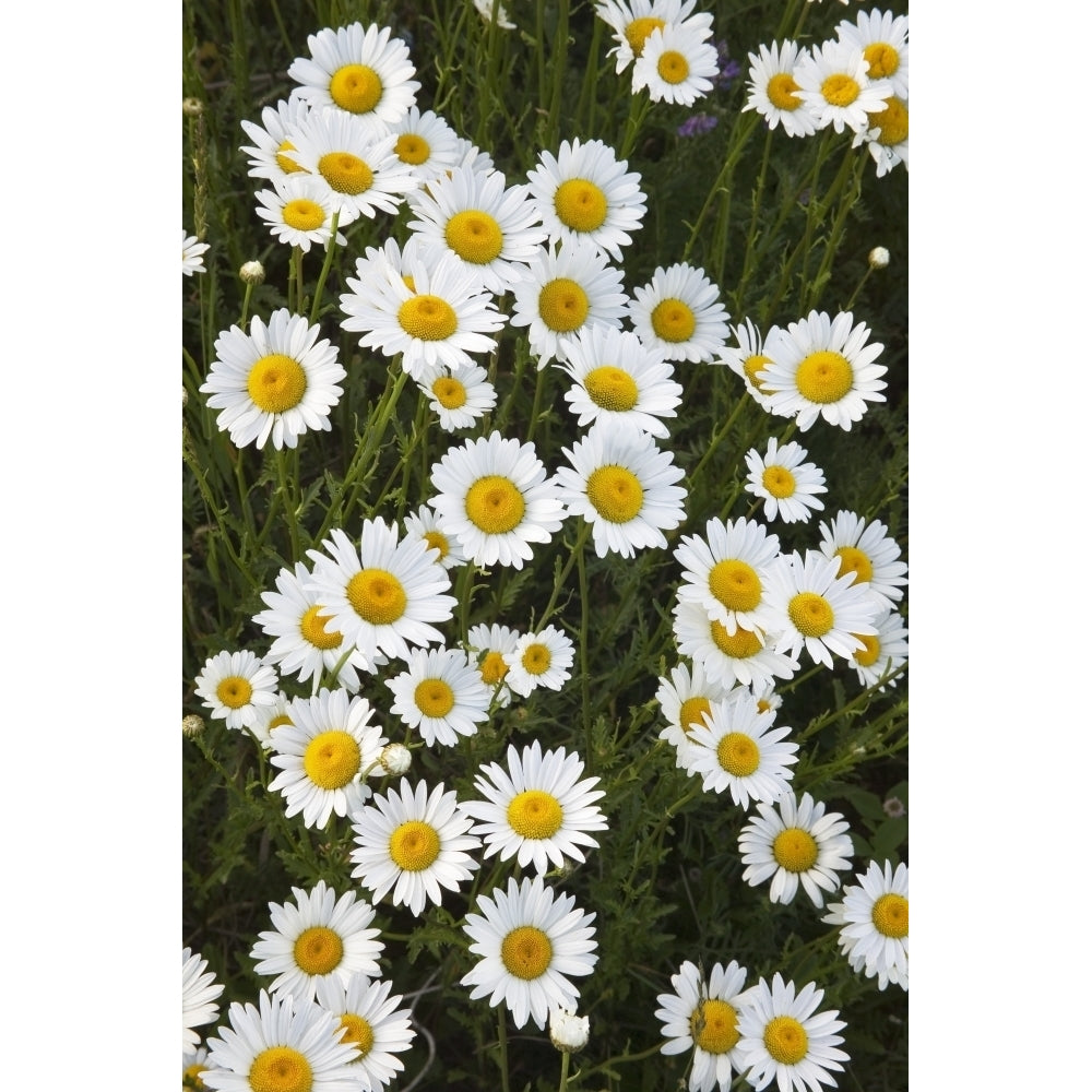 Ox-Eyed Daisies Banff National Park Alberta. Poster Print Image 2