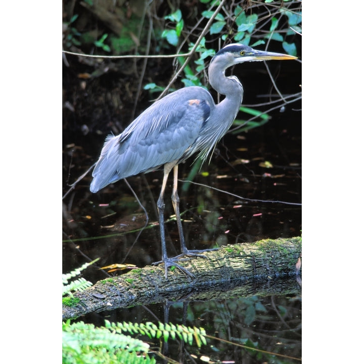 Great Blue Heron Florida. Poster Print Image 1