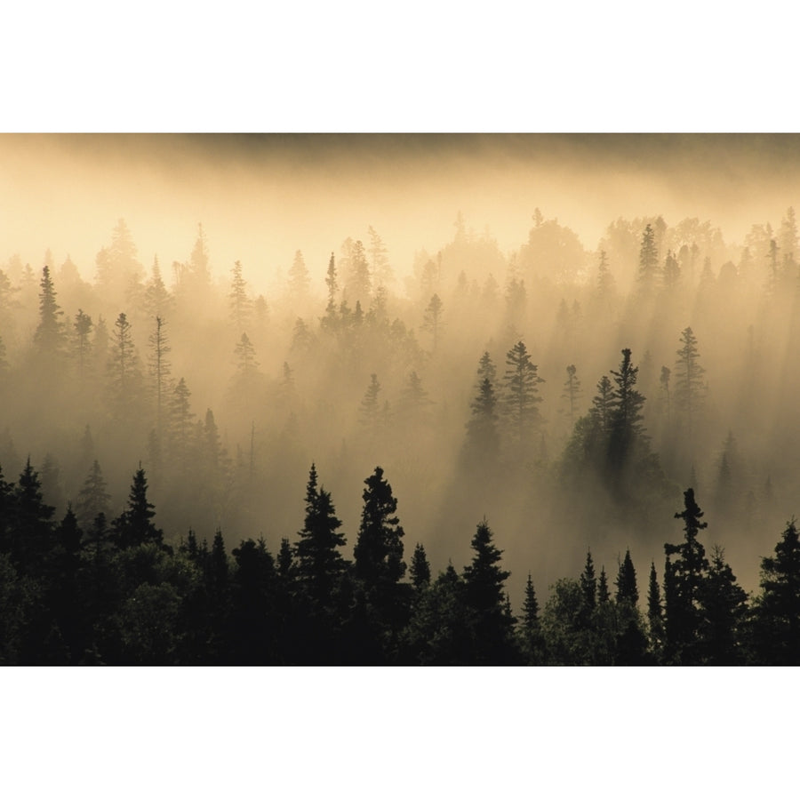 Mist In Forest At Sunrise Pukaskwa National Park Lake Superior Ontario. Poster Print Image 1