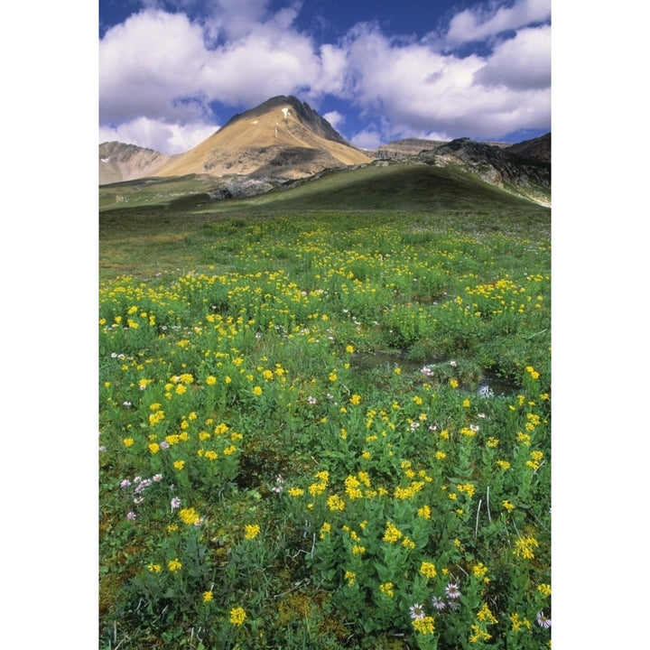 Mt. Cirque Wildflowers In The Helen Creek Valley Banff National Park Alberta Canada. Poster Print Image 1