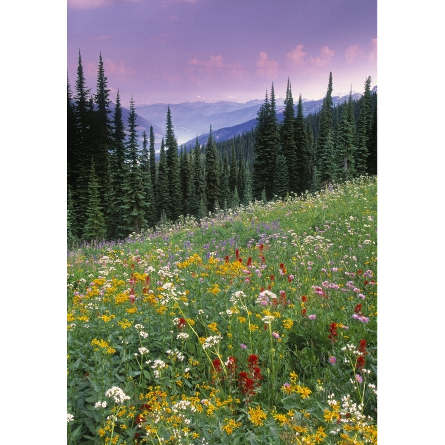 Alpine Wildflower Meadow Mount Revelstoke National Park British Columbia Canada. Poster Print Image 1