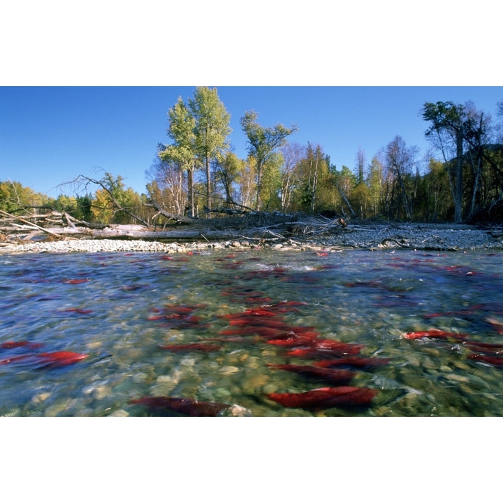 Spawning Sockeye Salmon Adams River British Columbia. Poster Print Image 1