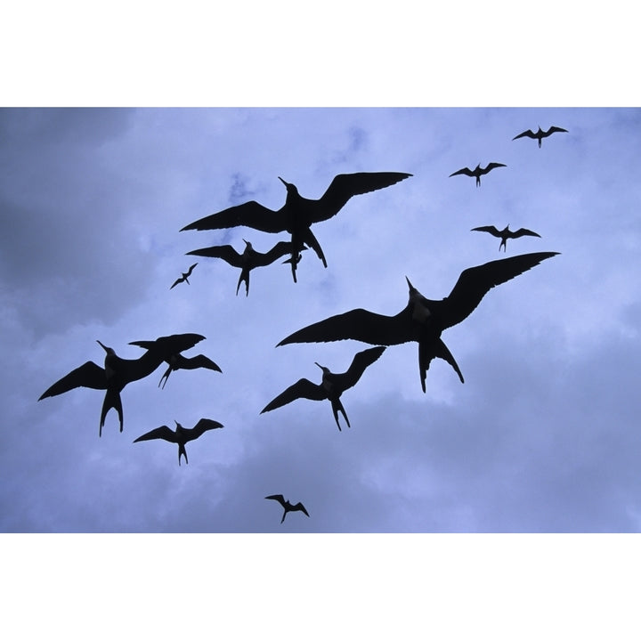 Frigate Birds In Flight. Lighthouse Reef World Heritage Site Half Moon Caye Belize. Poster Print Image 1