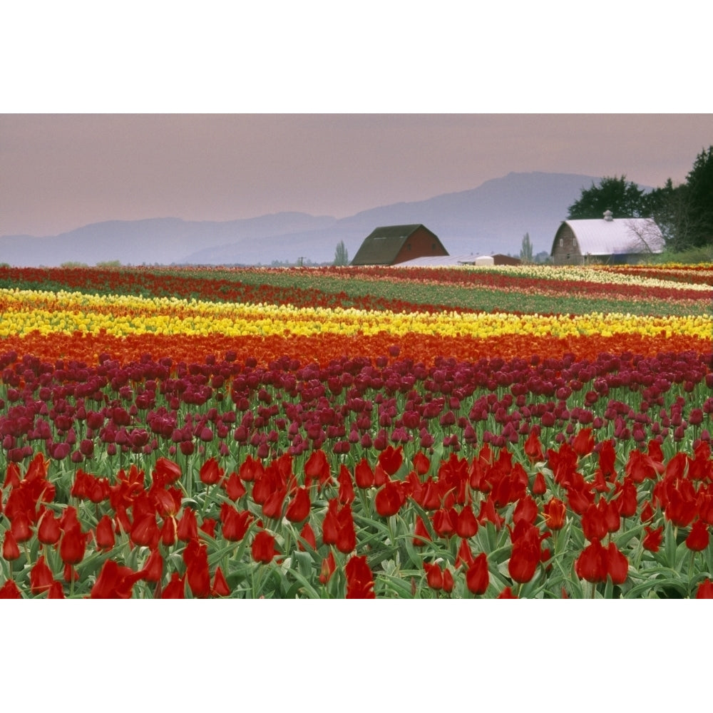 Tulip Fields In Skagit Valley Washington State Usa Poster Print Image 2