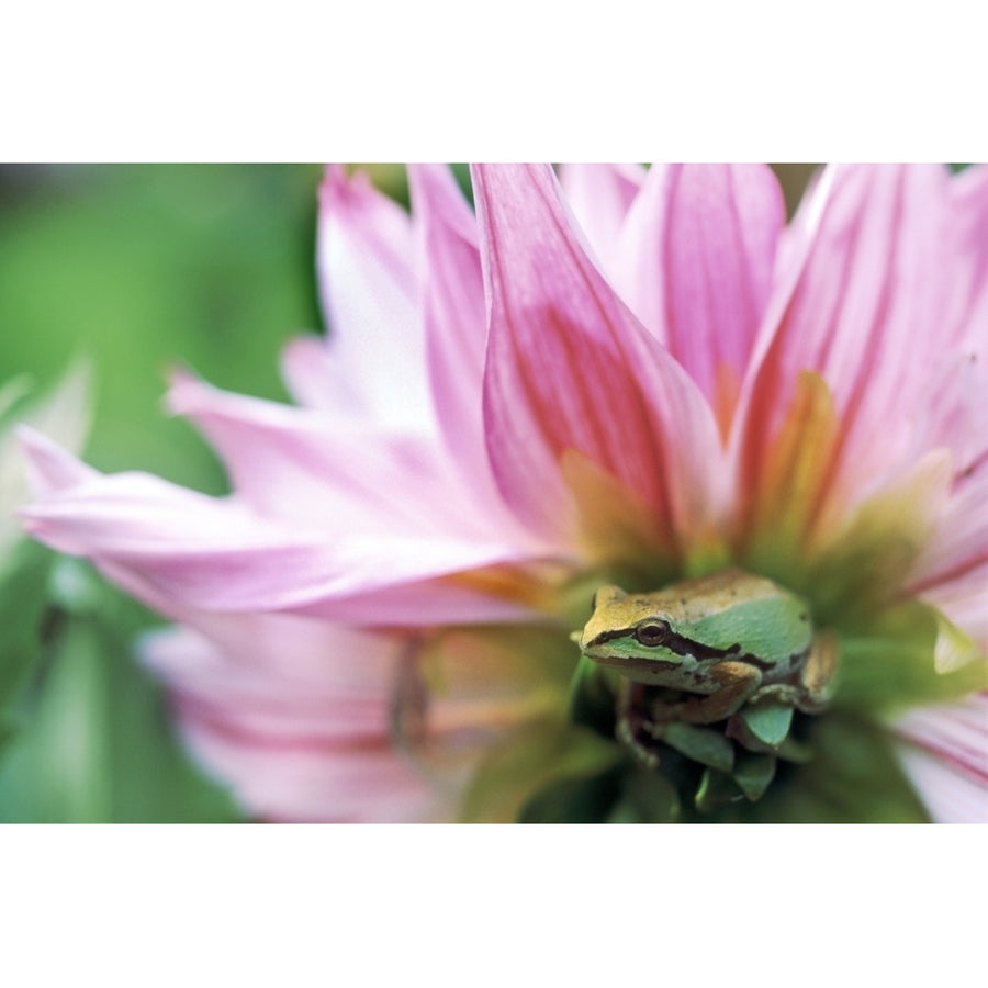 Pacific Tree Frog In A Dahlia Flower British Columbia Poster Print Image 1