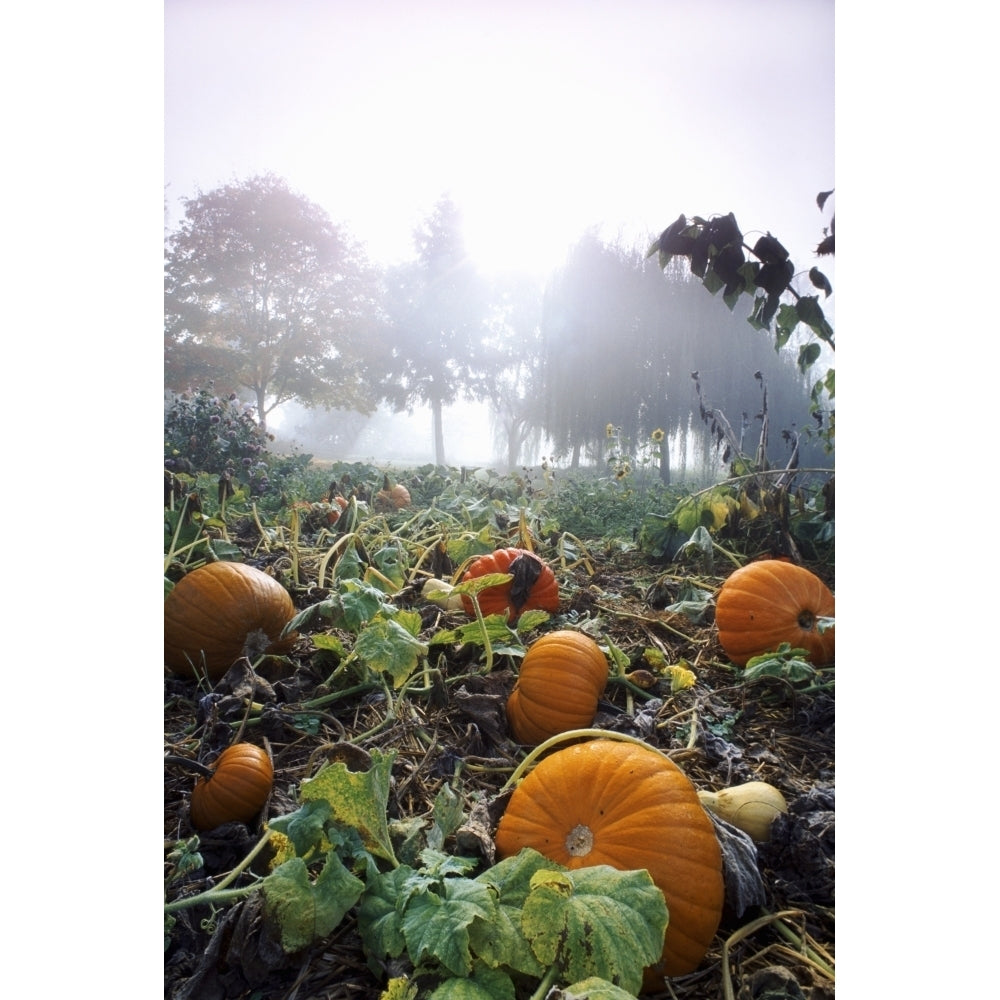 Pumpkin Patch British Columbia Poster Print Image 2