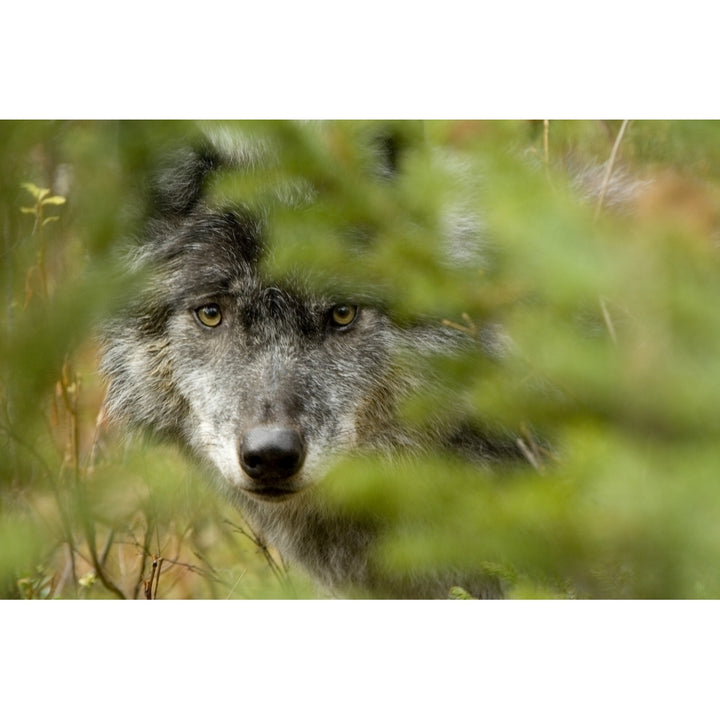 Grey Wolf Outside Golden British Columbia Poster Print Image 1