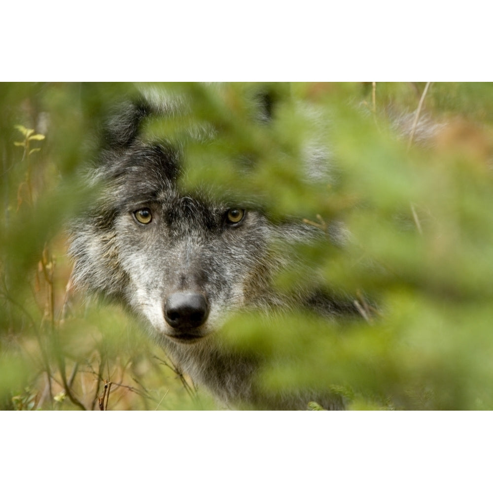 Grey Wolf Outside Golden British Columbia Poster Print Image 2