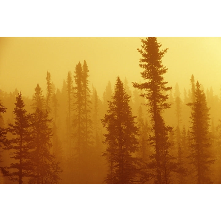 Black Spruce Bog In Fog At Sunrise Boreal Forest In Upsala Ontario Poster Print Image 2