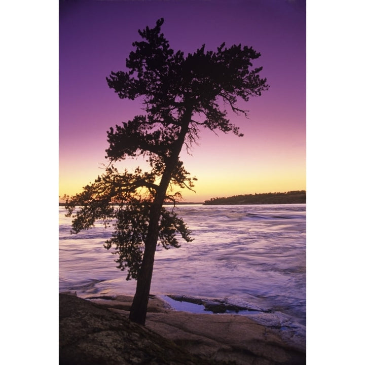 Pine Tree Sturgeon Falls Whiteshell Provincial Park Manitoba Poster Print Image 1