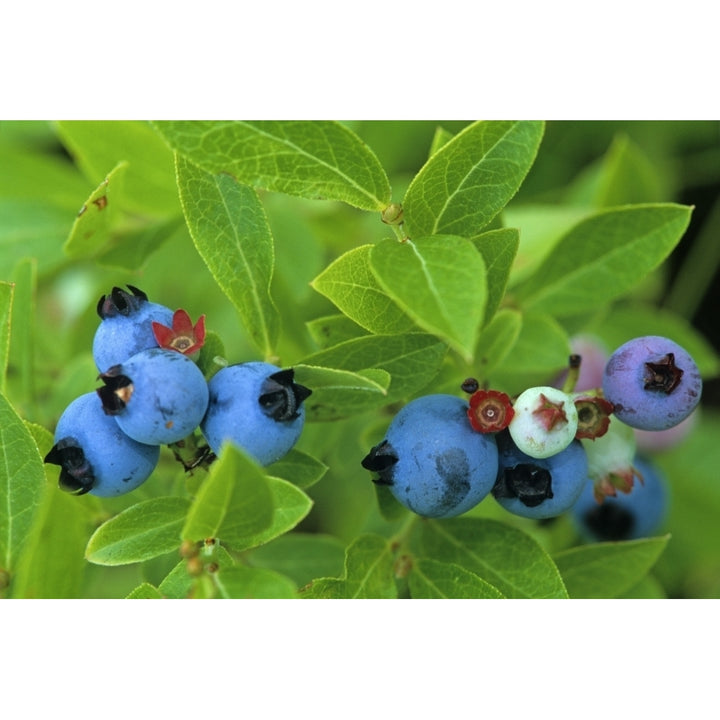 Close Up Of Blueberries Poster Print Image 1