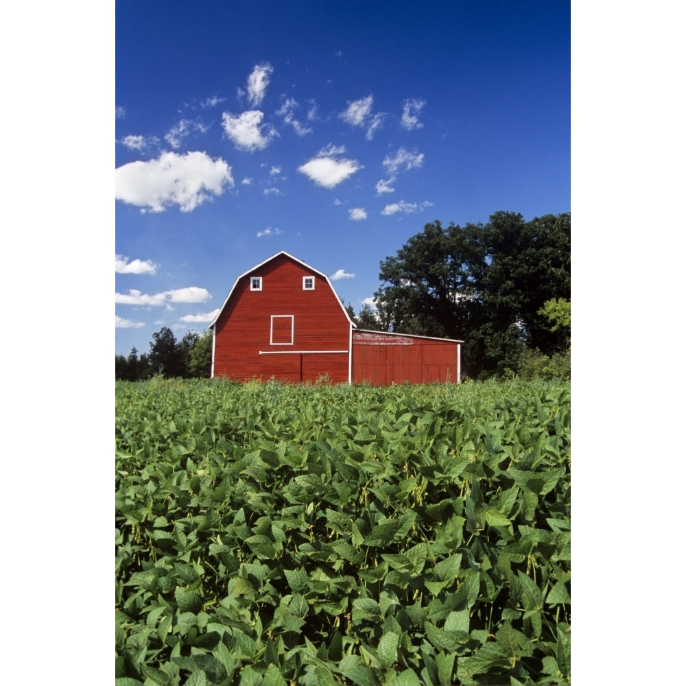 Soybean Field And Red Barn Near Anola Manitoba Poster Print Image 1