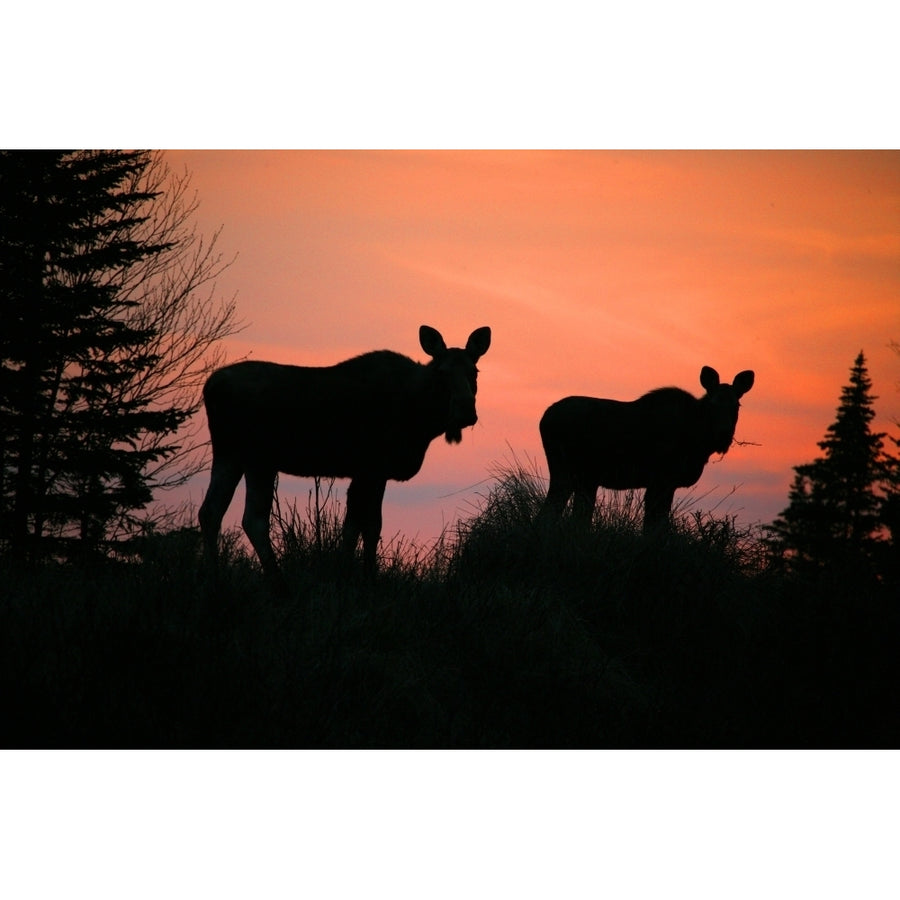 Moose Silhouetted At Sunset Near Gunners Cove Newfoundland Poster Print Image 1