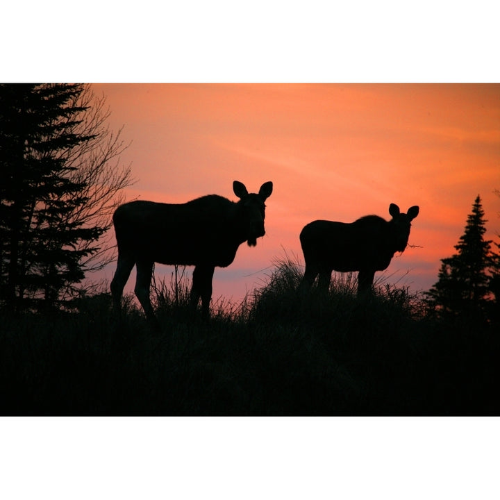 Moose Silhouetted At Sunset Near Gunners Cove Newfoundland Poster Print Image 2