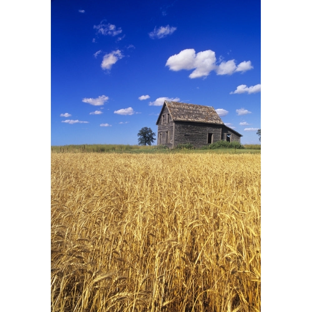 Old House And Mature Winter Wheat Field Winnipeg Manitoba Poster Print Image 1