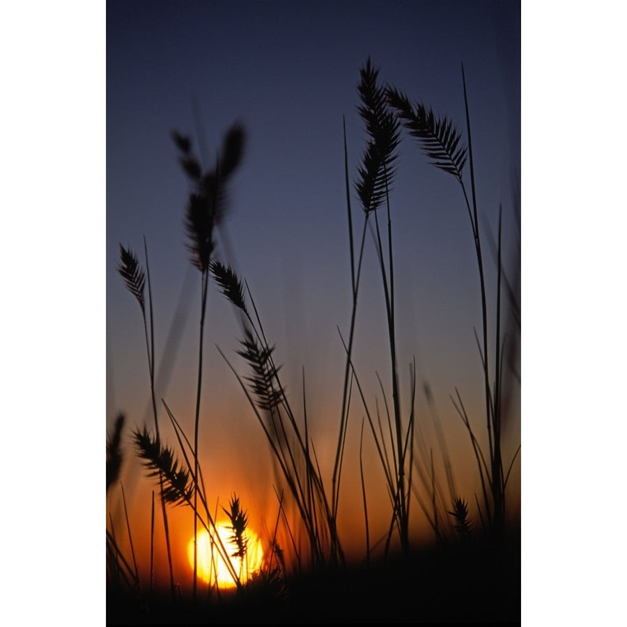 Silhouettes Of Wheat In A Farmers Field At Sunset Val Marie Saskatchewan Poster Print Image 1