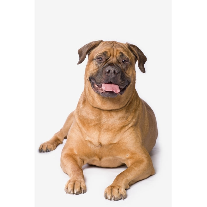 Bullmastiff Dog On White Background Poster Print Image 1