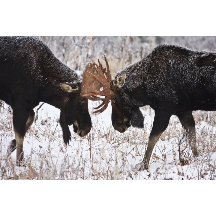 Moose Fighting Gaspesie National Park Quebec Poster Print Image 1