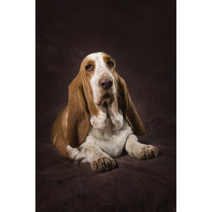 Basset Hound On A Brown Muslin Backdrop Poster Print Image 1