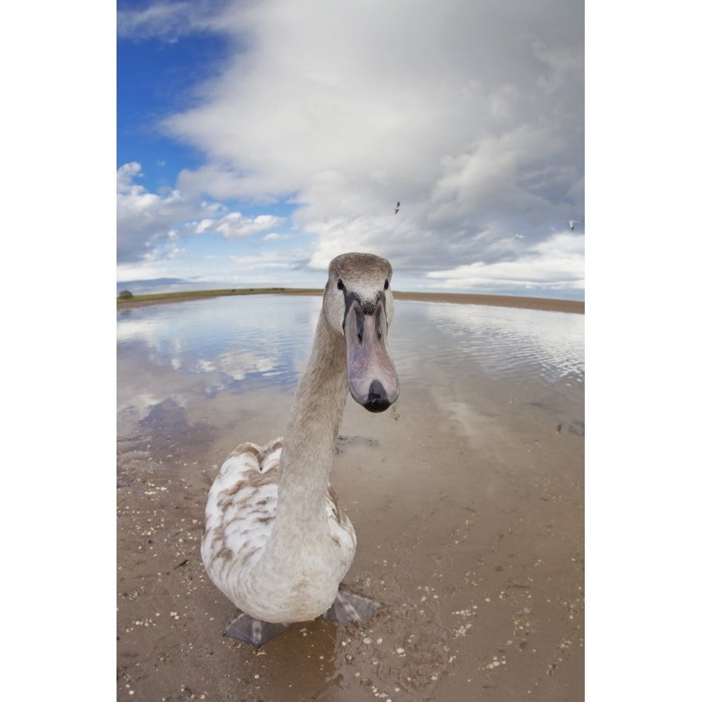 A Goose Standing On The Beach Staring At The Camera; Northumberland England Poster Print Image 1