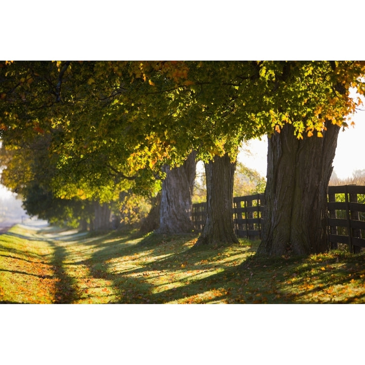 Line Of Maple Trees Along Rural Road In Morning Light Bradford Ontario Poster Print Image 1