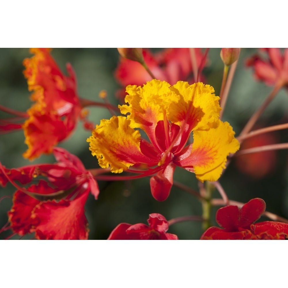 Close Up Of Mexican Bird Of Paradise Flowers; Palm Springs California United States of America Image 2