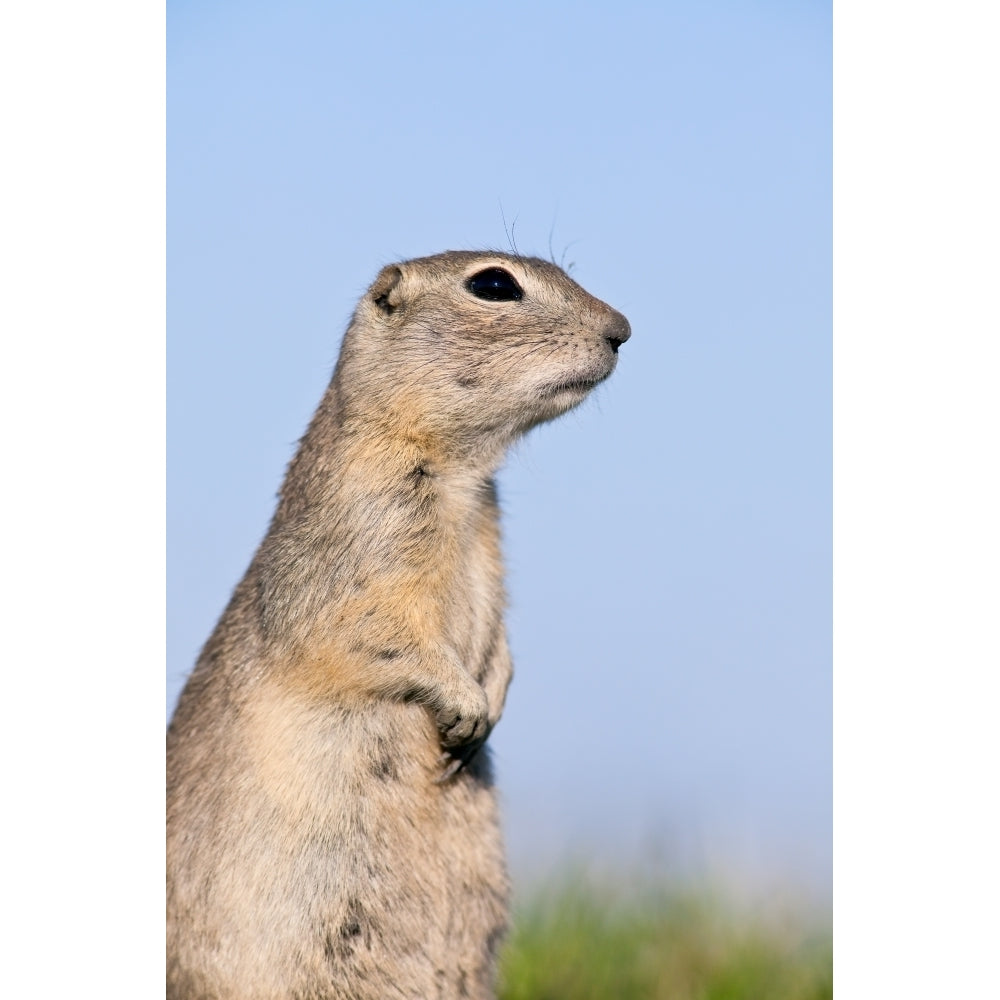 Richardsons Ground Squirrel In Grass Oak Hammock Marsh Manitoba Poster Print Image 2