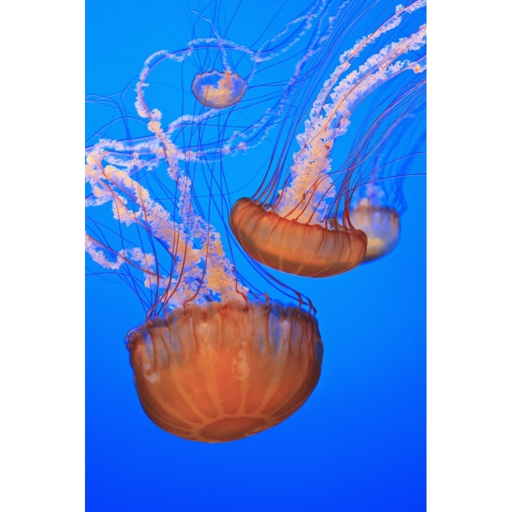 Sea Nettles In Monterey Bay Aquarium Display; Monterey California United States of America Image 1