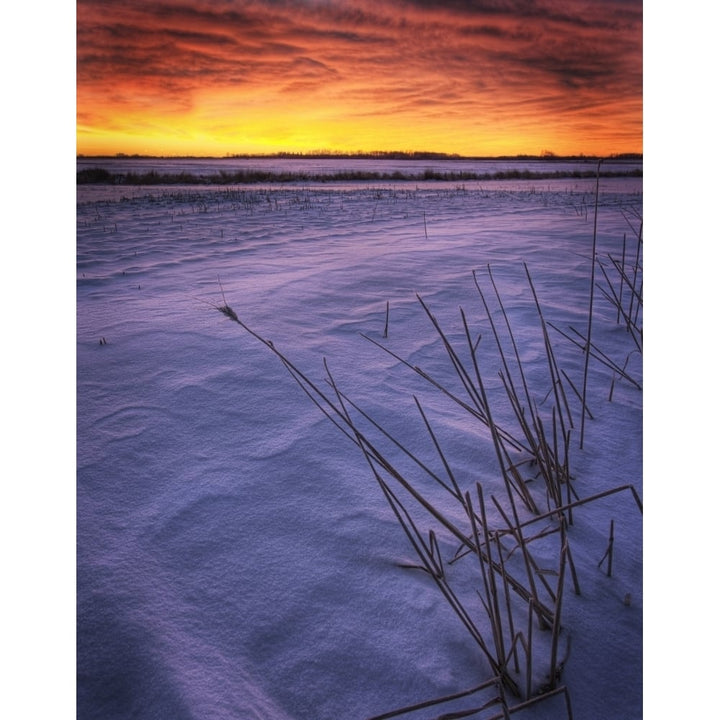 A Golden Winter Sunrise Over Drifted Snow Alberta Poster Print Image 1