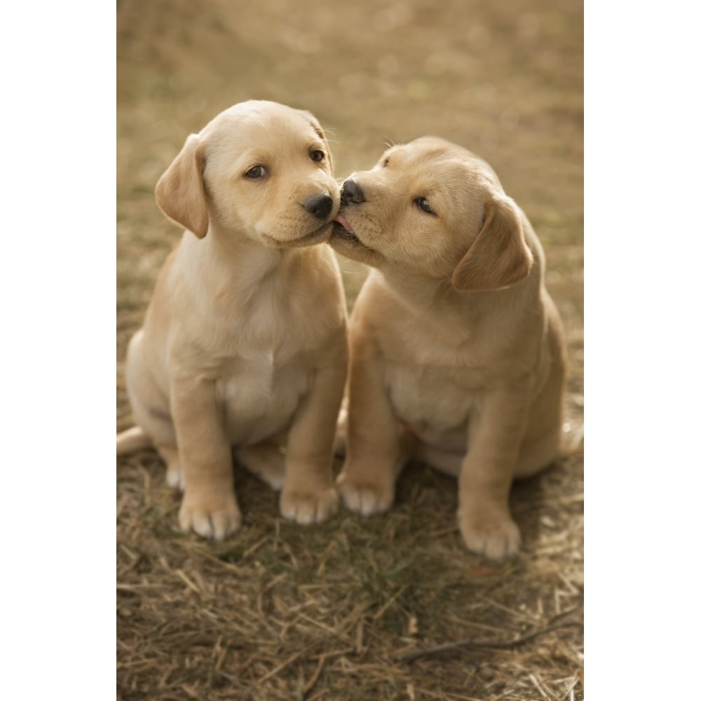 Mixed Breed 8-Week Old Puppy In Farm Yard Near Cochrane Alberta Poster Print Image 1