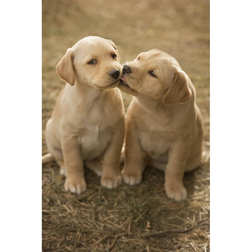 Mixed Breed 8-Week Old Puppy In Farm Yard Near Cochrane Alberta Poster Print Image 2