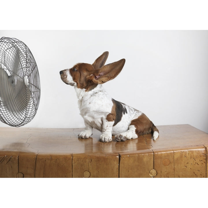 Studio Shot Of A Basset Hound With Fan Blowing Its Ears Up. Poster Print Image 1