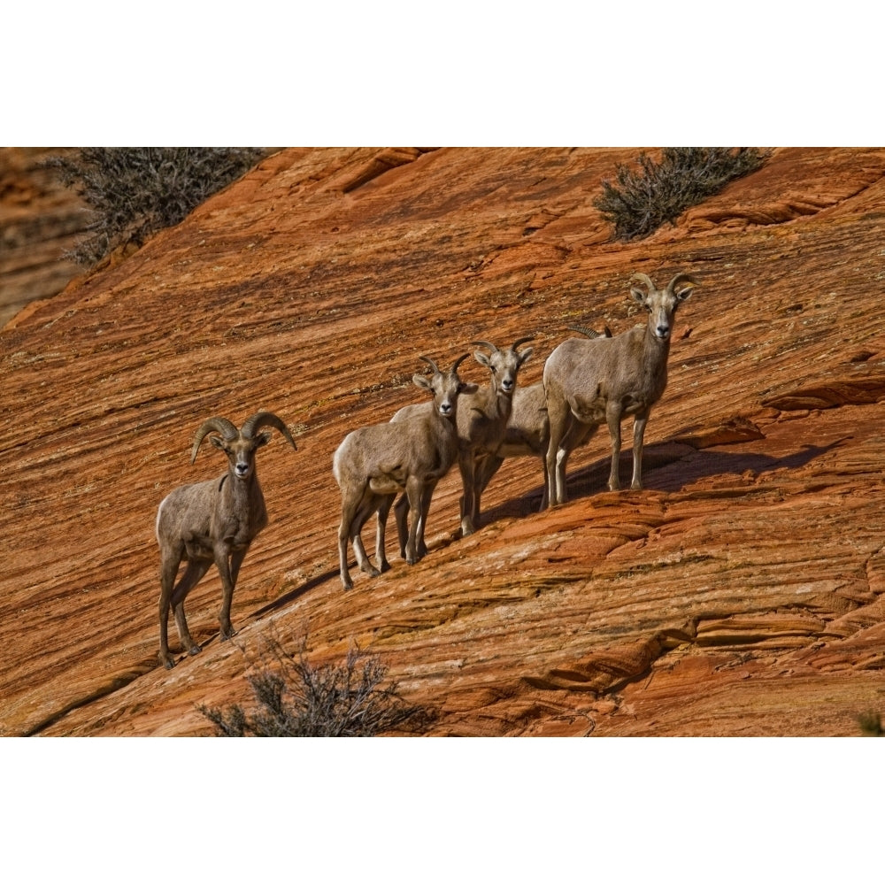 Bighorn Sheep Zion National Park Utah Poster Print Image 2