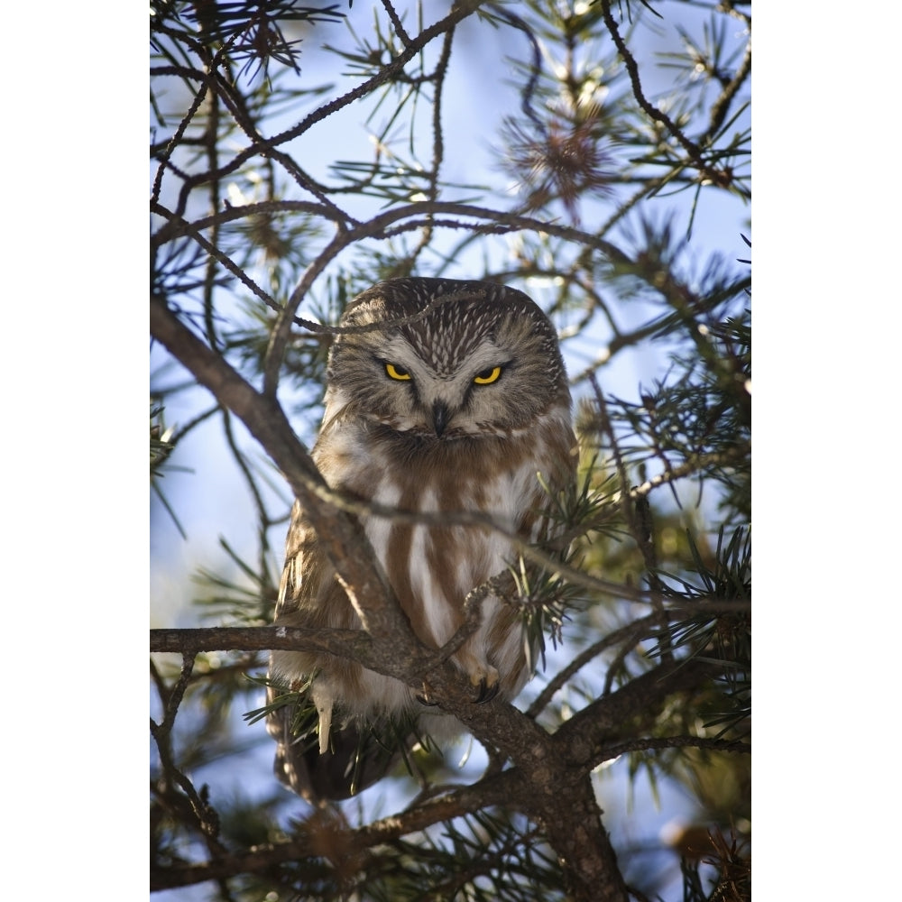 Saw Whet Owl Poster Print Image 2