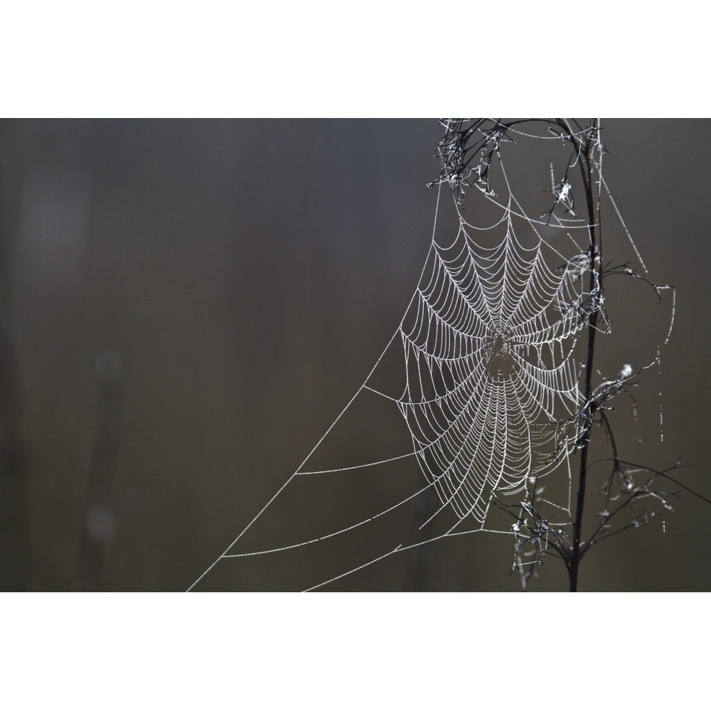 Spider Web Covered In Dew Drops Florida. Poster Print Image 1